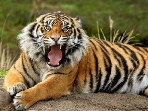 Tiger Jigsaw Puzzle Game